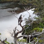 ... sur l'île Guardian Brito, canal Barbara – un Faucon pèlerin