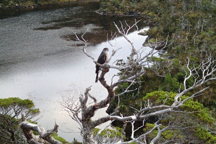 ... sur l'île Guardian Brito, canal Barbara – un Faucon pèlerin