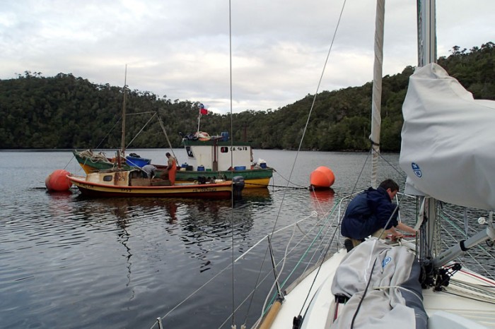 Caleta Punta Lynch, L’Envol sur la bouée des pêcheurs