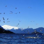 Punta Guala et mont Melimoyu