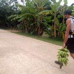 Avitaillement en bananes, merci Rotina !