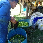 Moava préparant ces citrons pour leur périple jusqu’à Bora-Bora