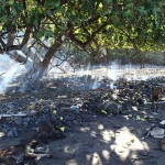 Sieste des chiens sur la plage de Pua, la chèvre surveille !