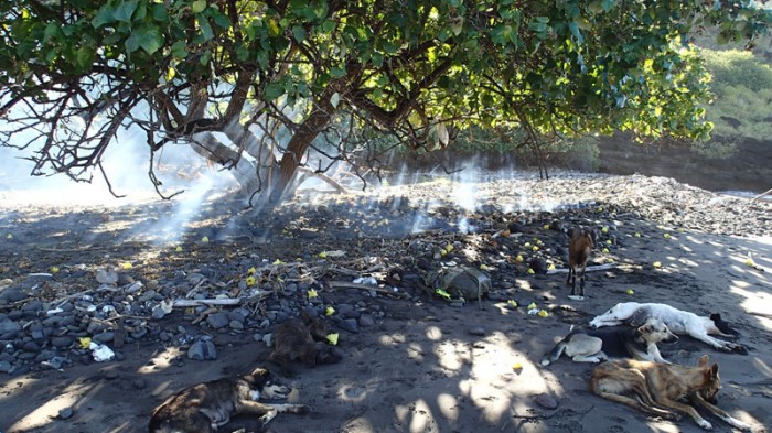 Sieste des chiens sur la plage de Pua, la chèvre surveille !