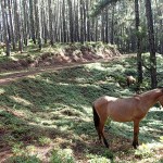 Plantation de pinus du plateau de Toovii