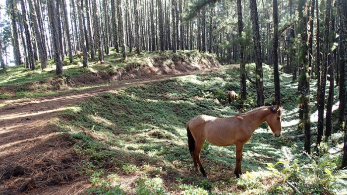 Plantation de pinus du plateau de Toovii