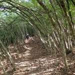 Tunnel d’arbres