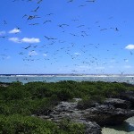 L’îlot aux oiseaux