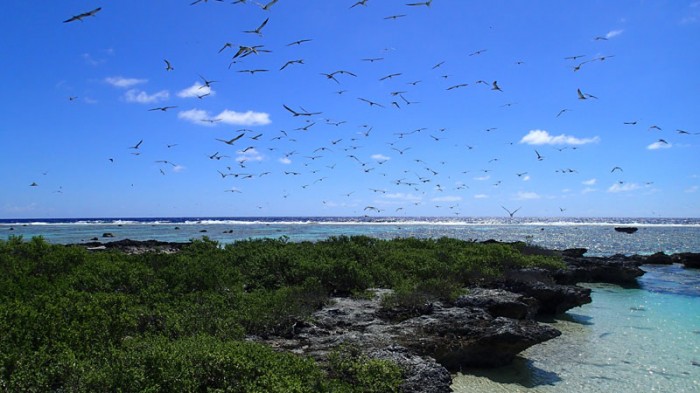 L’îlot aux oiseaux