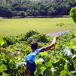 Mur végétal du lac Lanumaha