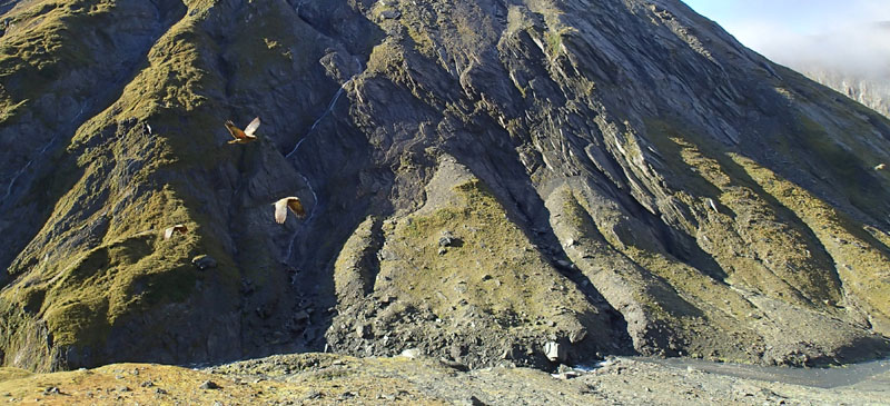 Kéas en formation à 1350m d’altitude, Wilkin Waterfall Face