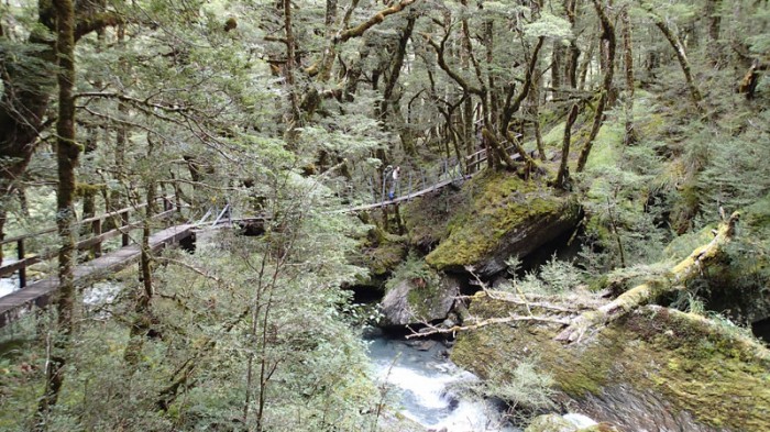 Et accro-branches sur la South Branch