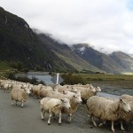 Matukituki Valley, la rivière ou les moutons squattent la route