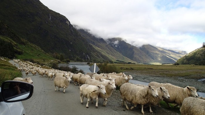 Matukituki Valley, la rivière ou les moutons squattent la route