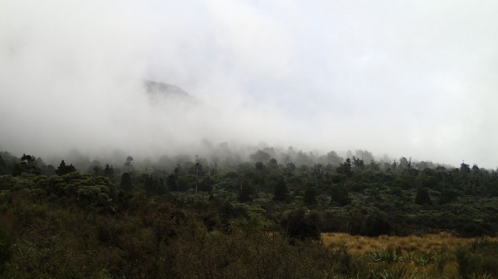 La forêt sèche tandis que nous quittons la Grassy Flat Hut