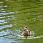 Au milieu des canards