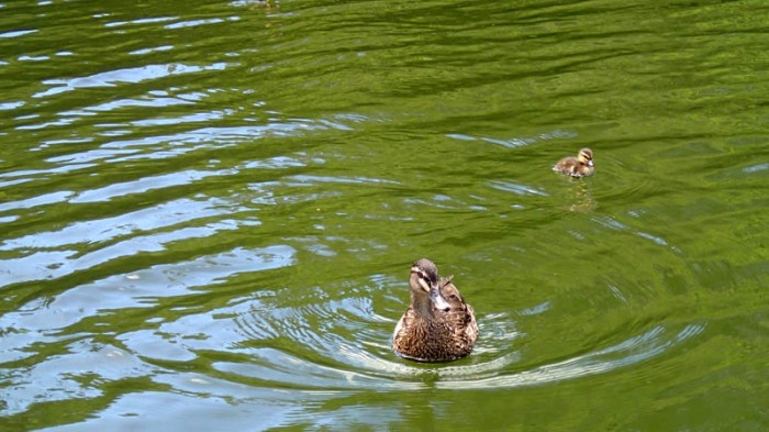 Au milieu des canards