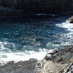 Baignade avec les otaries du cap Brett