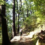 Fraicheur de la forêt sur le versant Sud de la ligne de crête