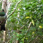 Wood pigeon (kereru)