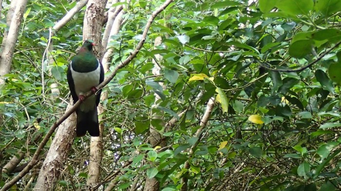 Wood pigeon (kereru)