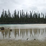 Baie d’Oro, piscine naturelle à BM et pins colonnaires