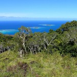 Savane à niaoulis dans la descente des roches de la Ouaïème