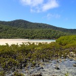 Western Bay à marée basse