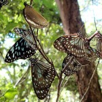 Blue tiger butterflies