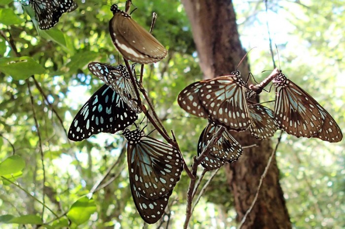 Blue tiger butterflies