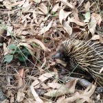 Short-beaked echidna