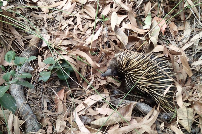 Short-beaked echidna