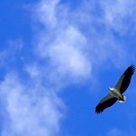 White bellied eagle