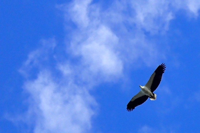 White bellied eagle