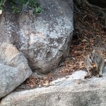 Rock wallabies