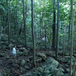 La forêt enchantée