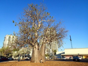 Centre ville de Darwin !