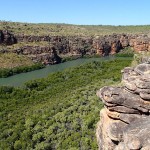 Mangrove en aval du East Arm falls et…