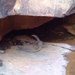 Water goanna