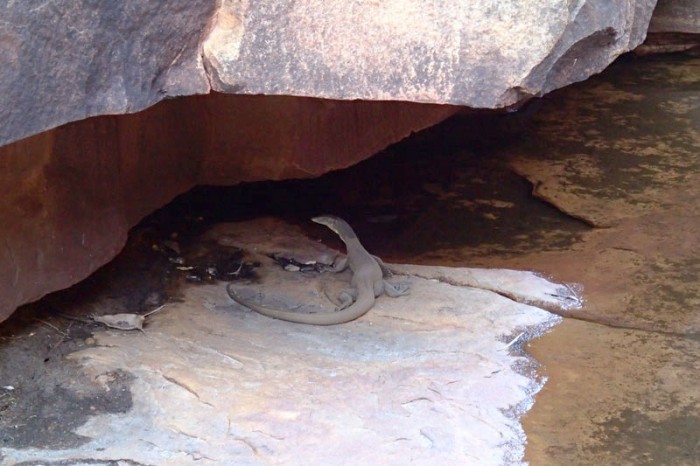 Water goanna