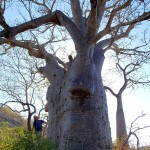 Baobabs à Ivy Cove (Glauert Island)