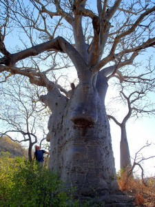 Baobabs à Ivy Cove (Glauert Island)