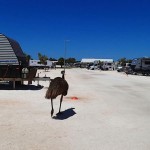 Emeu en tournée de chapardage