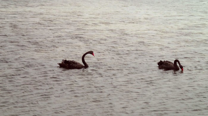 Les cygnes noirs