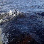 Les eaux sombres du Macquarie Harbour