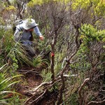 Bush bashing dans la montée au Mt Rugby
