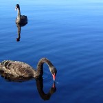 Black Swan