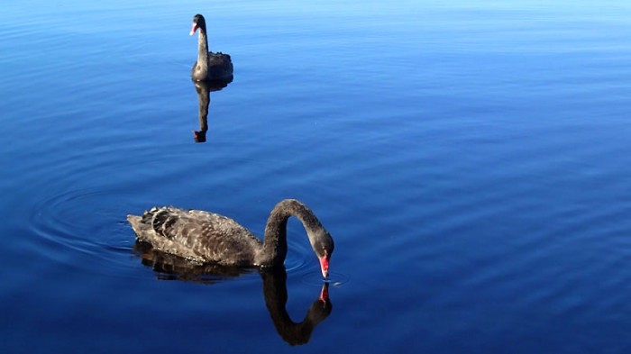 Black Swan