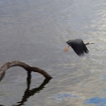 White-faced heron