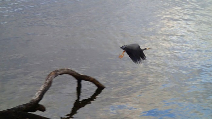 White-faced heron